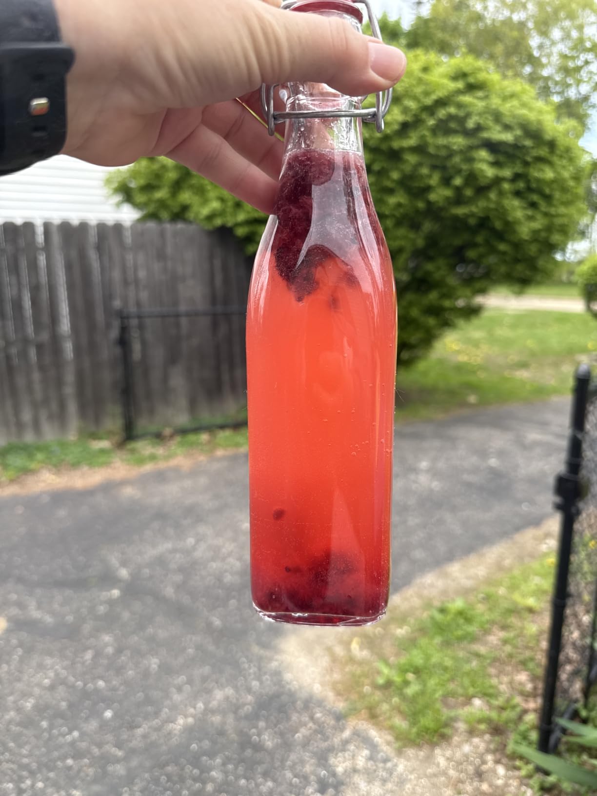 Natural Probio Water Kefir Grains - Starter Culture Kit - Fruit Kefir + Complete Guide, Recipe & Tips + Ebook Library Access + Customer Support (0.35 oz dehydrated / 2.12 oz rehydrated) customer photo 2