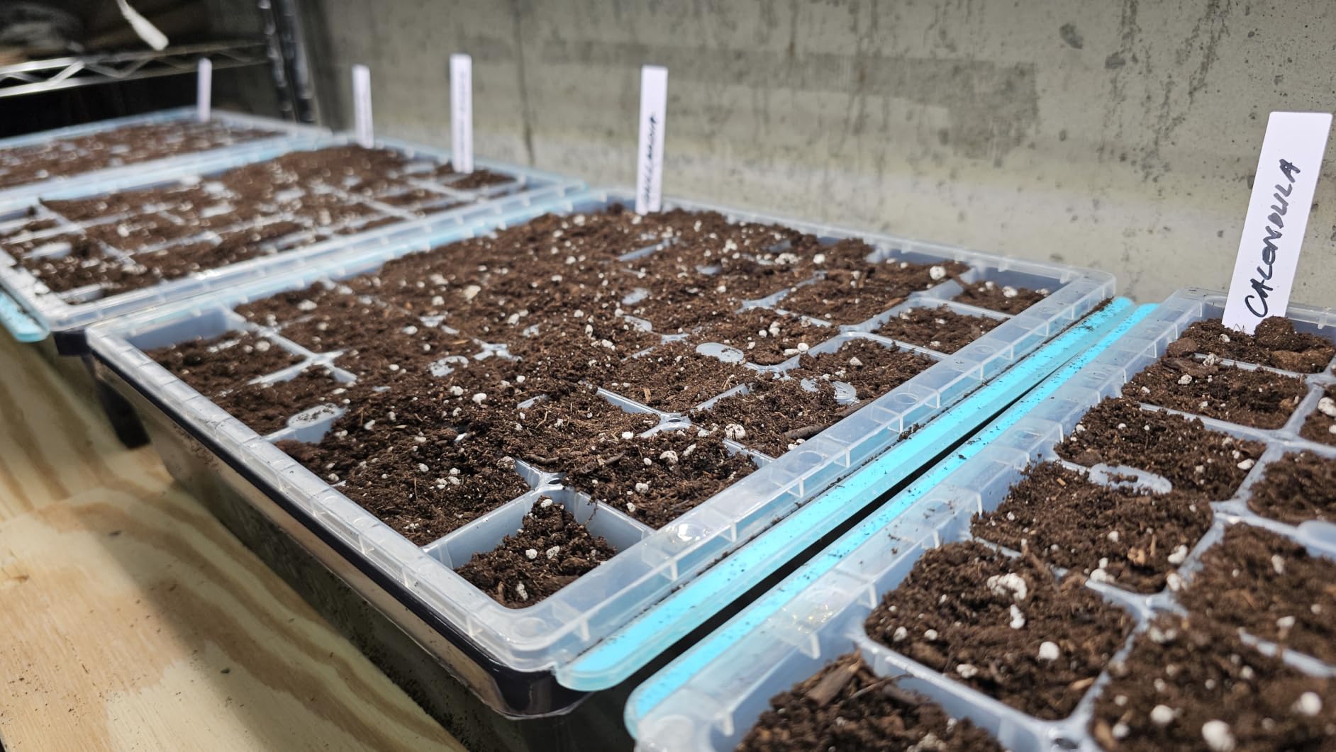Burpee SuperSeed Seed Starting Tray | 36 Cell Reusable Seed Starter Tray | for Starting Vegetable, Flower & Herb Seeds | Indoor Grow Kit for Plant Seedlings | for Germination Success customer photo 2