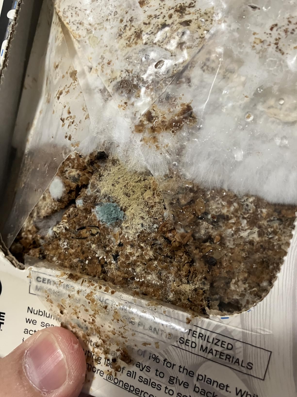 BloomBox Blue Oyster Mushroom Grow Kit - Spray & Grow - Pre-Inoculated Indoor Mushroom Farm customer photo 2