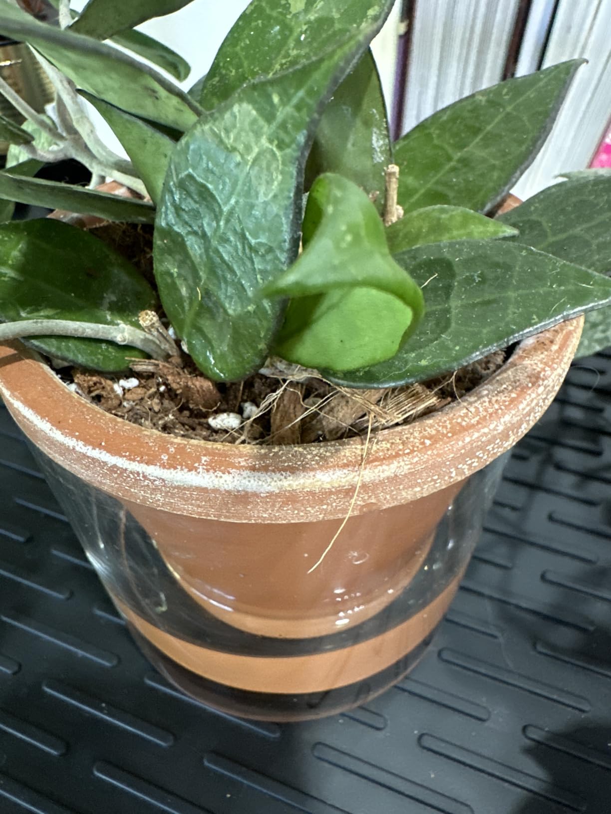 D'vine Dev Self Watering Terracotta Planter Pot, 6 in, 2-Pack, 37-Y-B-1 | Terracotta & Glass Design, Clear Water Reservoir, Visible Water Level, Easy Plant Care, Ideal for Busy Plant Lovers customer photo 2