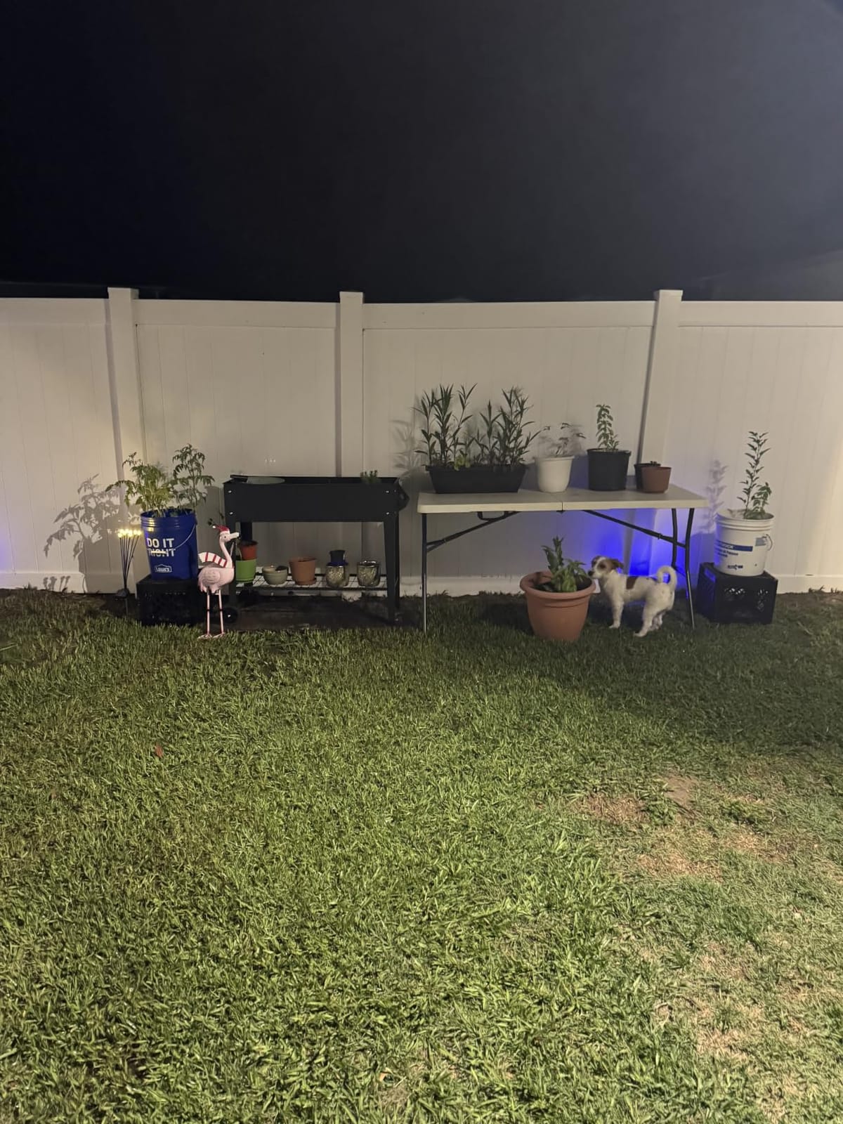 LEETOLLA Raised Garden Bed Outdoor Elevate Herb Garden Planter Box Outdoor Raised Planter Box with Legs On Wheels for Vegetables Flower Tomato Patio Backyard customer photo 1