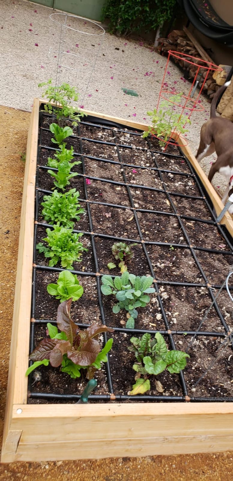 Garden Grid Watering System, 3x6 | Raised Garden Bed Drip Irrigation System - But Better | Pre-Assembled, Waters Every Plant Evenly, 2-Min Setup | Square Foot Gardening | US-Made | Standard 33.5