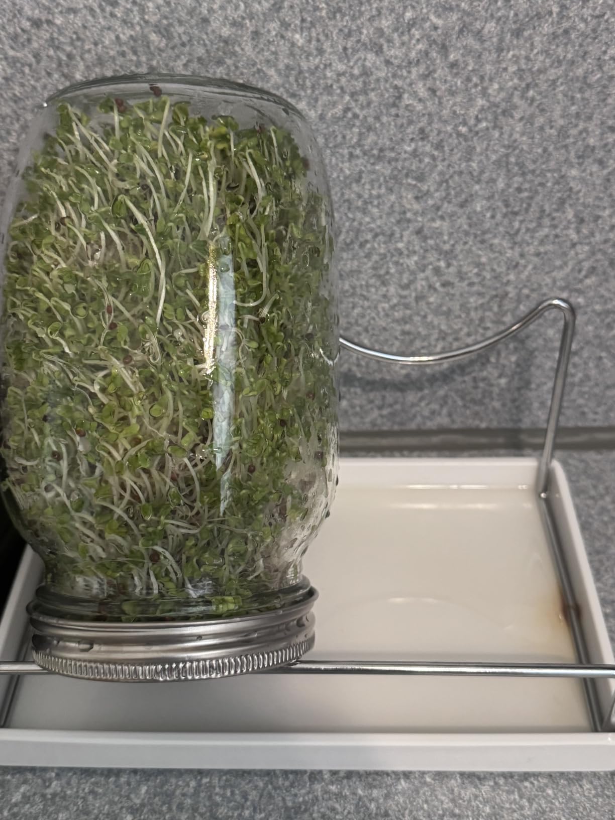Premium Sprouting Jar Kit, 2Pack Wide Mouth Mason Jars with Mesh Sprouting Lids, Blackout Sleeves, Stand and Drip Tray, Professional Seed Sprouting Kit for Mung Bean, Broccoli Sprout Growing customer photo 1