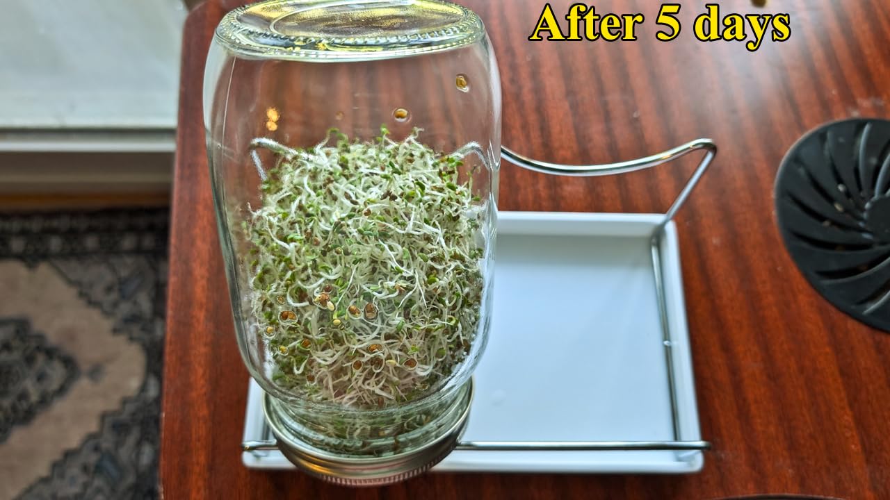 Seed Sprouting Jar Kit - 2 Wide Mouth Mason Jars with 316 Stainless Steel Sprouting Lids Covers, Drip Tray and Stand for Growing Broccoli Alfalfa Beans Sprout (Two Jars) customer photo 2