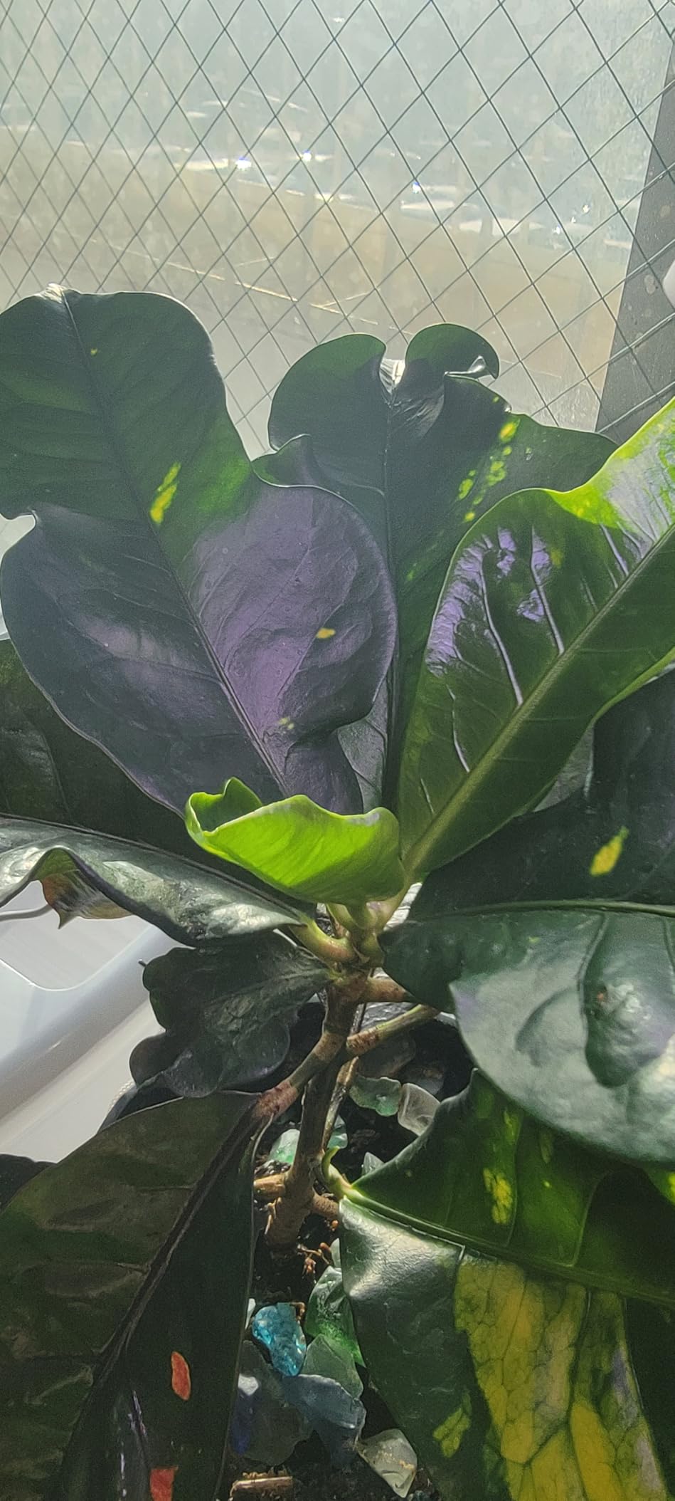 GYTF Halo Plant Grow Light, 6000K White LED Full Spectrum Growing Lamp for Indoor Plants, Succulents, Mini Bonsai, Small Plants, Height Adjustable, Dimmable & Timer 4/8/12/18Hrs customer photo 2