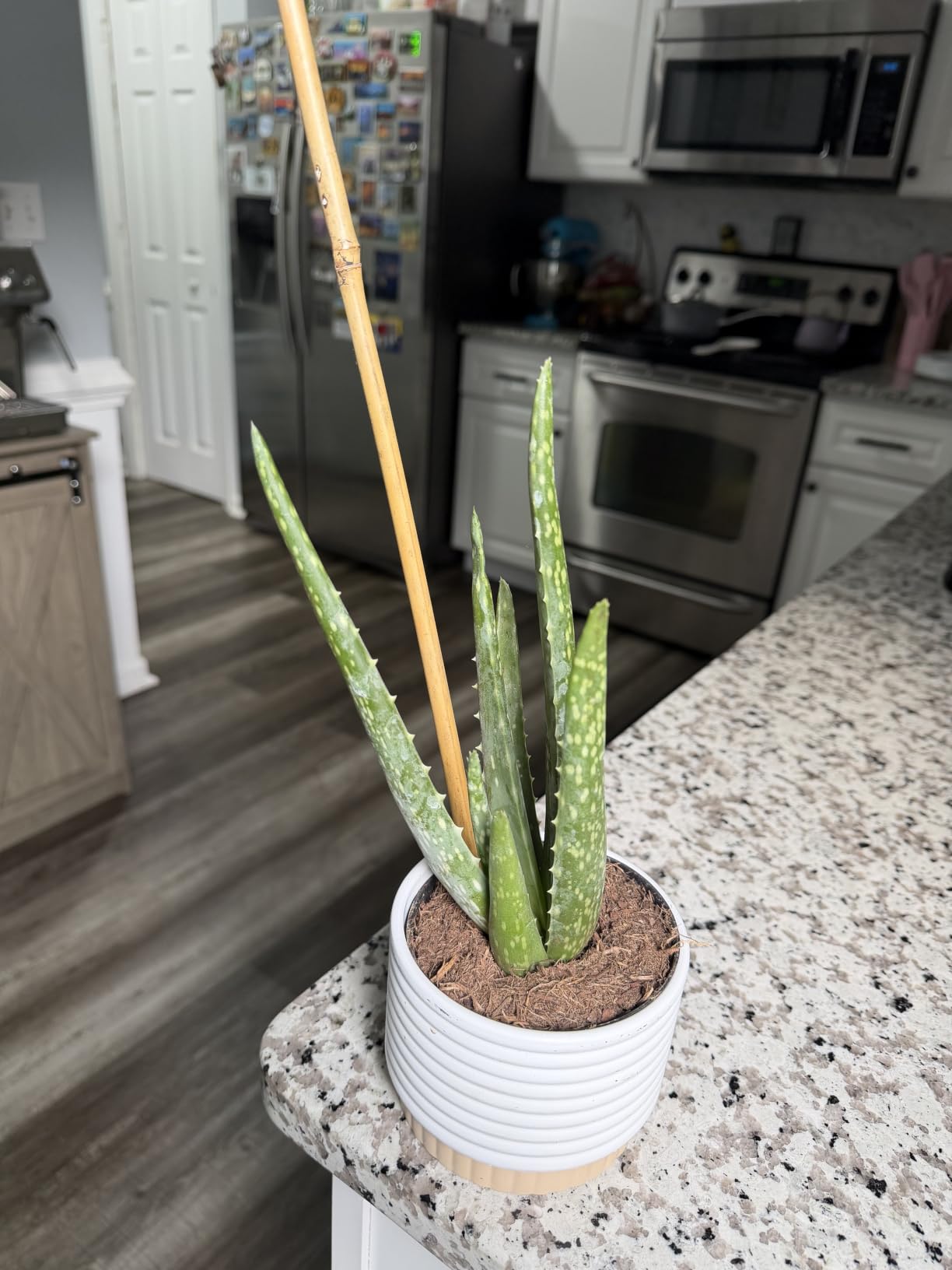 Costa Farms Aloe Vera Plant, Live Succulent, Easy Care Indoor Houseplant in Grower Pot, Room Air Purifier, Tabletop, Office, Desk or Home Decor, 10-Inches Tall customer photo 1