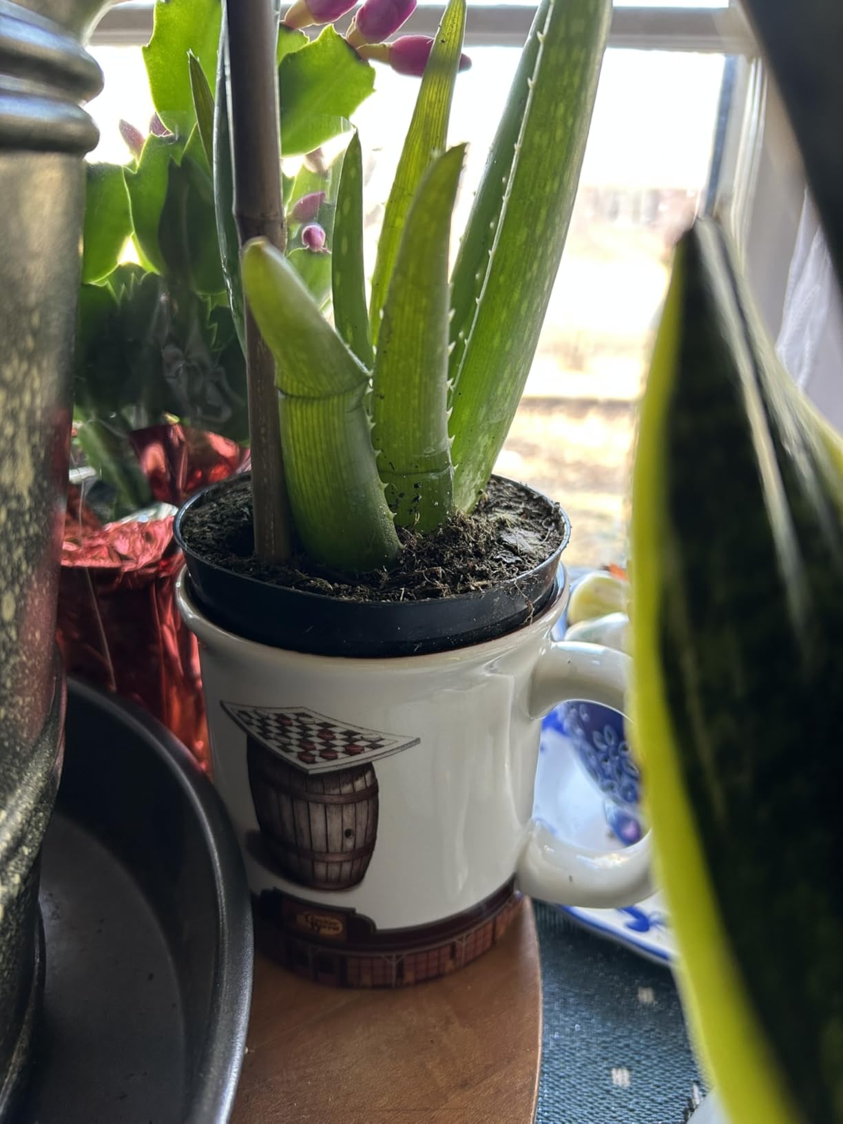 Costa Farms Aloe Vera Plant, Live Succulent, Easy Care Indoor Houseplant in Grower Pot, Room Air Purifier, Tabletop, Office, Desk or Home Decor, 10-Inches Tall customer photo 2
