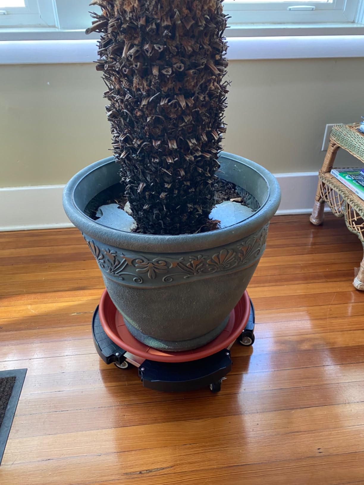 TreeGun Plant Caddy with Wheels Heavy Duty with 8 Lockable Casters, Rolling Plant Stand Adjustable for 8-22 inch Outdoor Indoor Large Plant, Plant Dolly with Wheels Heavy Duty 500lbs Capacity customer photo 1