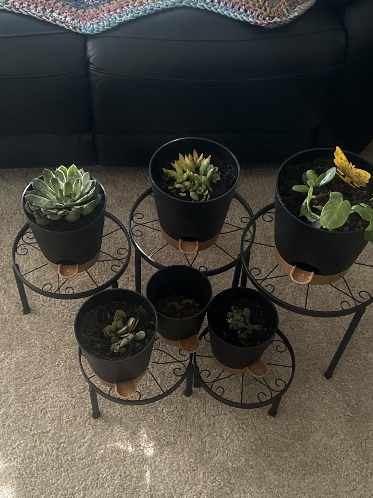 YNNICO Indoor Self Watering Planters with Drainage Holes and Saucers, 8, 7, 6.5, 6, 5.5, 5 Inches, Green, 6 Pots. customer photo 2