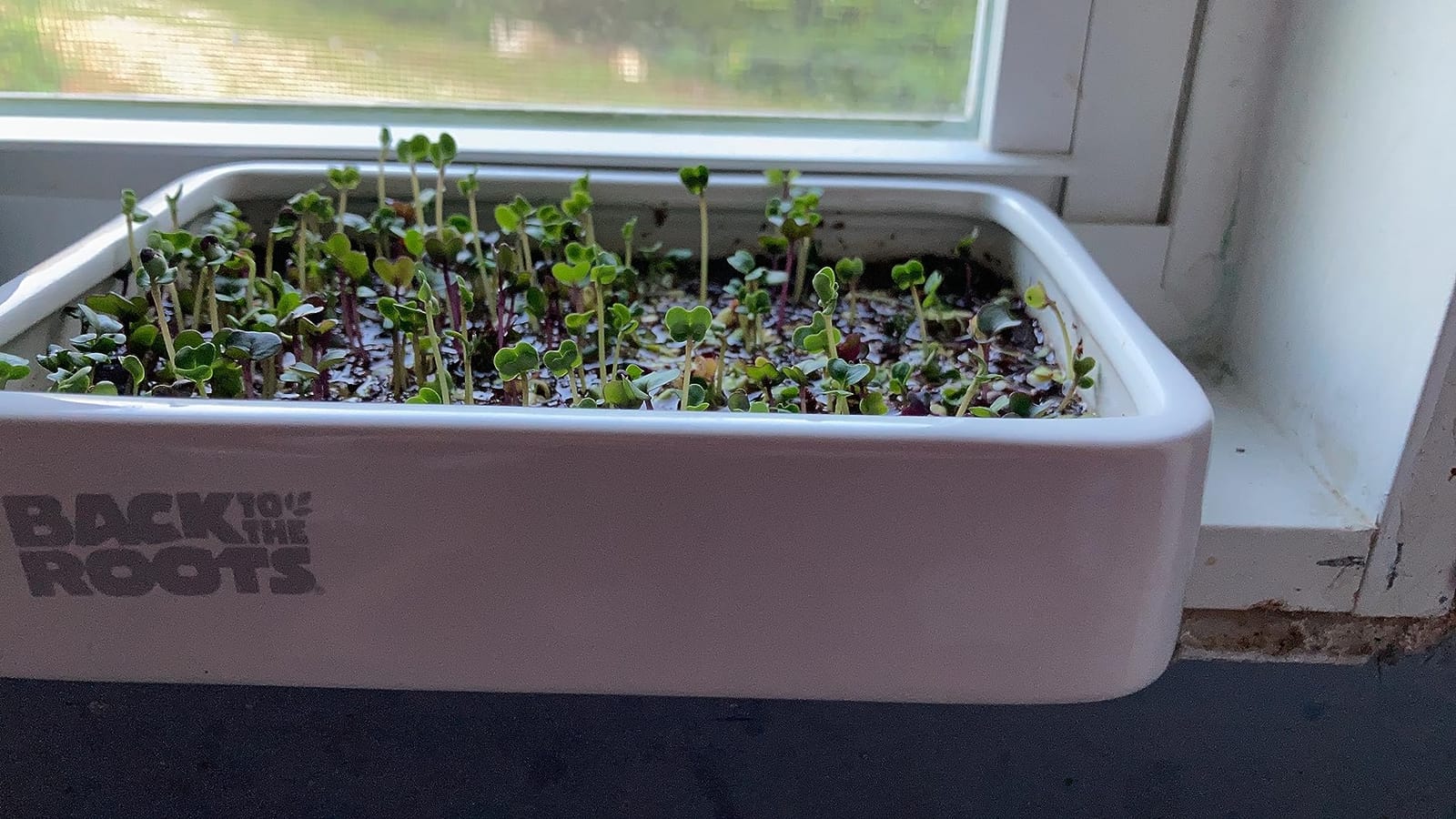 Back to the Roots Organic Microgreens Grow Kit with Ceramic Planter, Expandable Soil, Organic Seeds, and Germination Lid customer photo 1