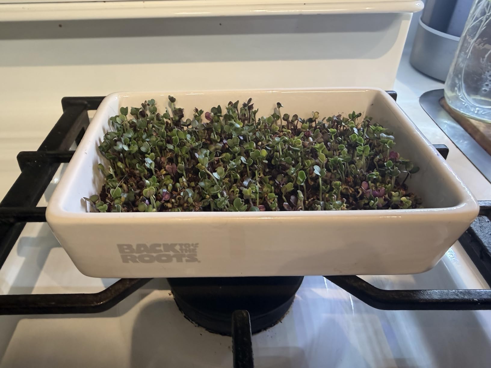 Back to the Roots Organic Microgreens Grow Kit with Ceramic Planter, Expandable Soil, Organic Seeds, and Germination Lid customer photo 2