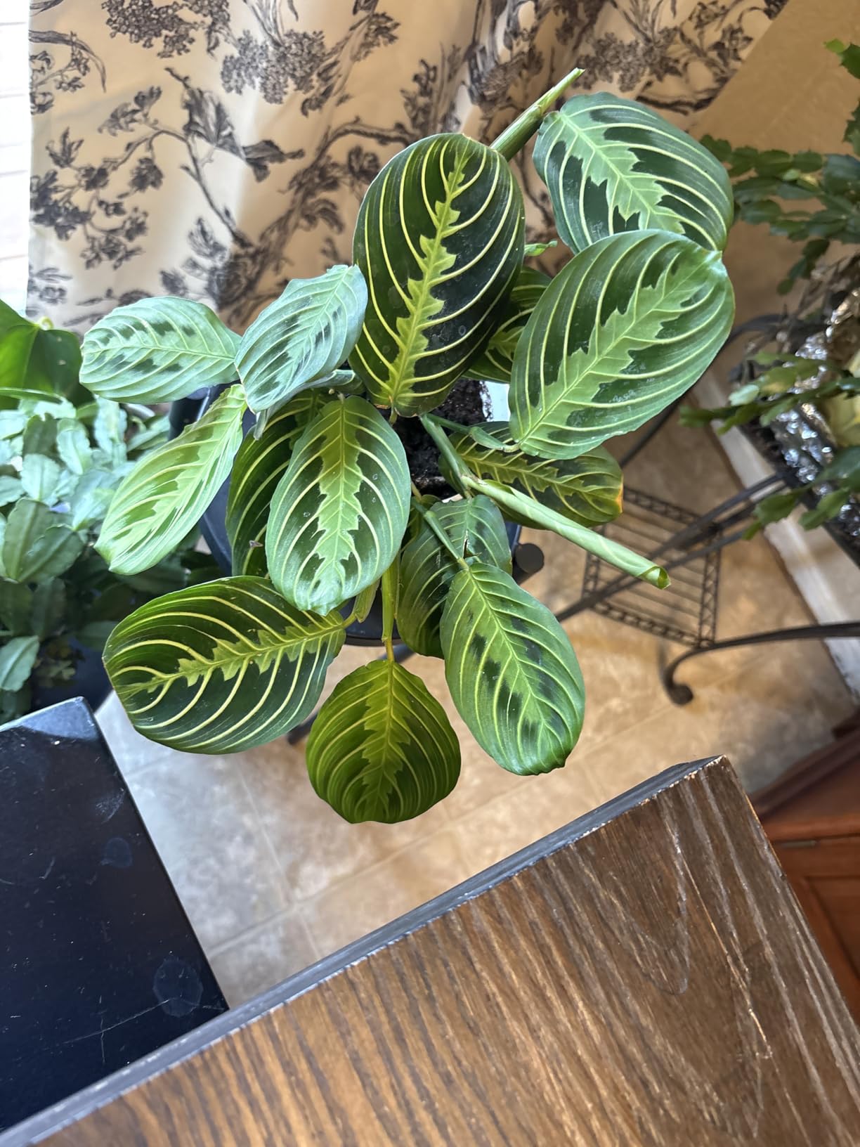 Live Plant, Lemon Lime Maranta Prayer Plant, Pet Friendly, Air Purifying Plant, Easy Care, Easy to Grow Live Indoor Plant, Houseplant, Rare Indoor Plant, Home Decor 4 inch White Pot customer photo 2