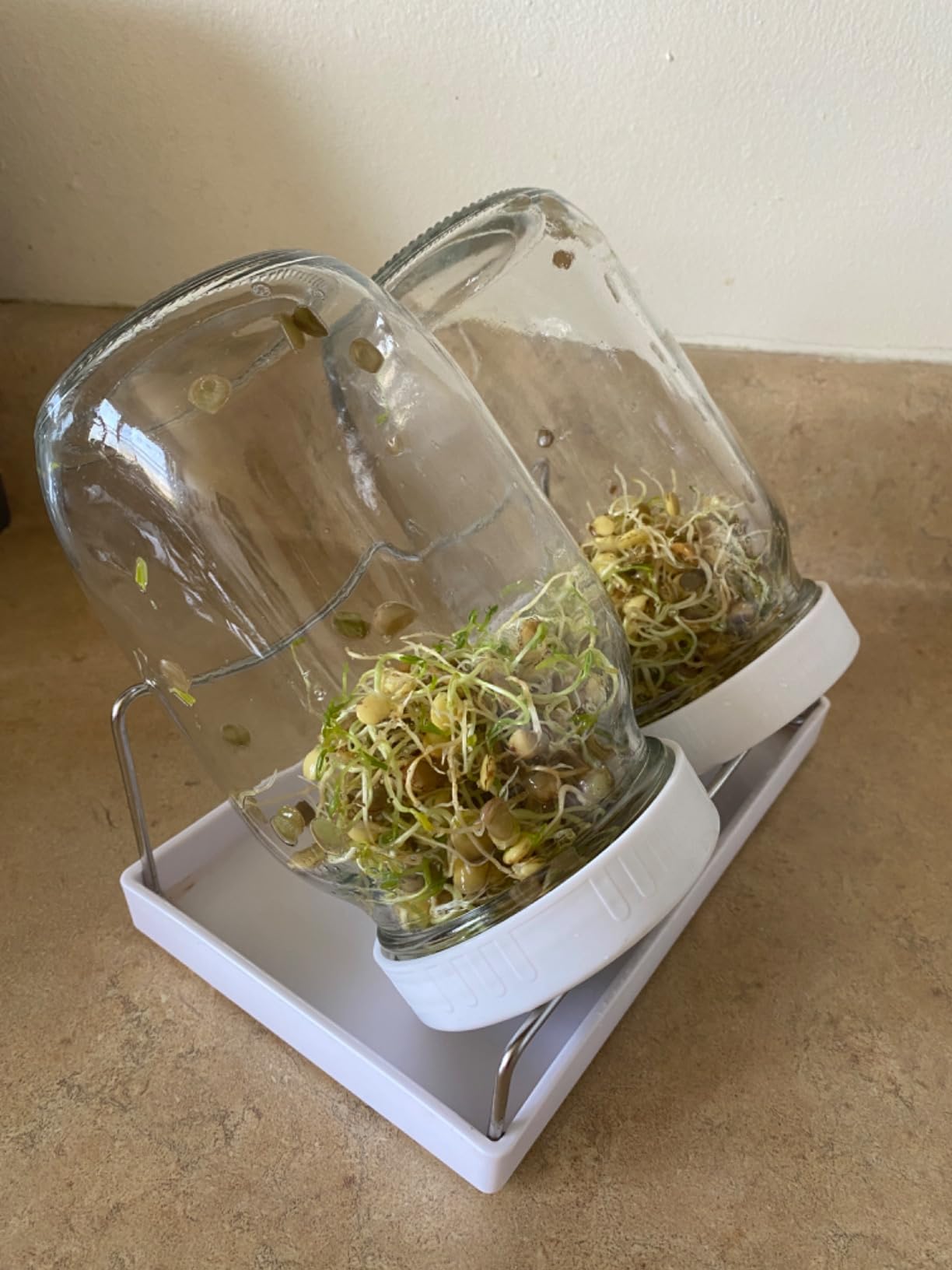 Complete Sprouting Jar Kit| 2 Wide Mouth Mason Jars, 316 Screen Sprout Lids, Blackout Sleeves, Tray, Stand| Sprouter Set for Growing Broccoli, Alfalfa and More-Seeds not Included customer photo 2