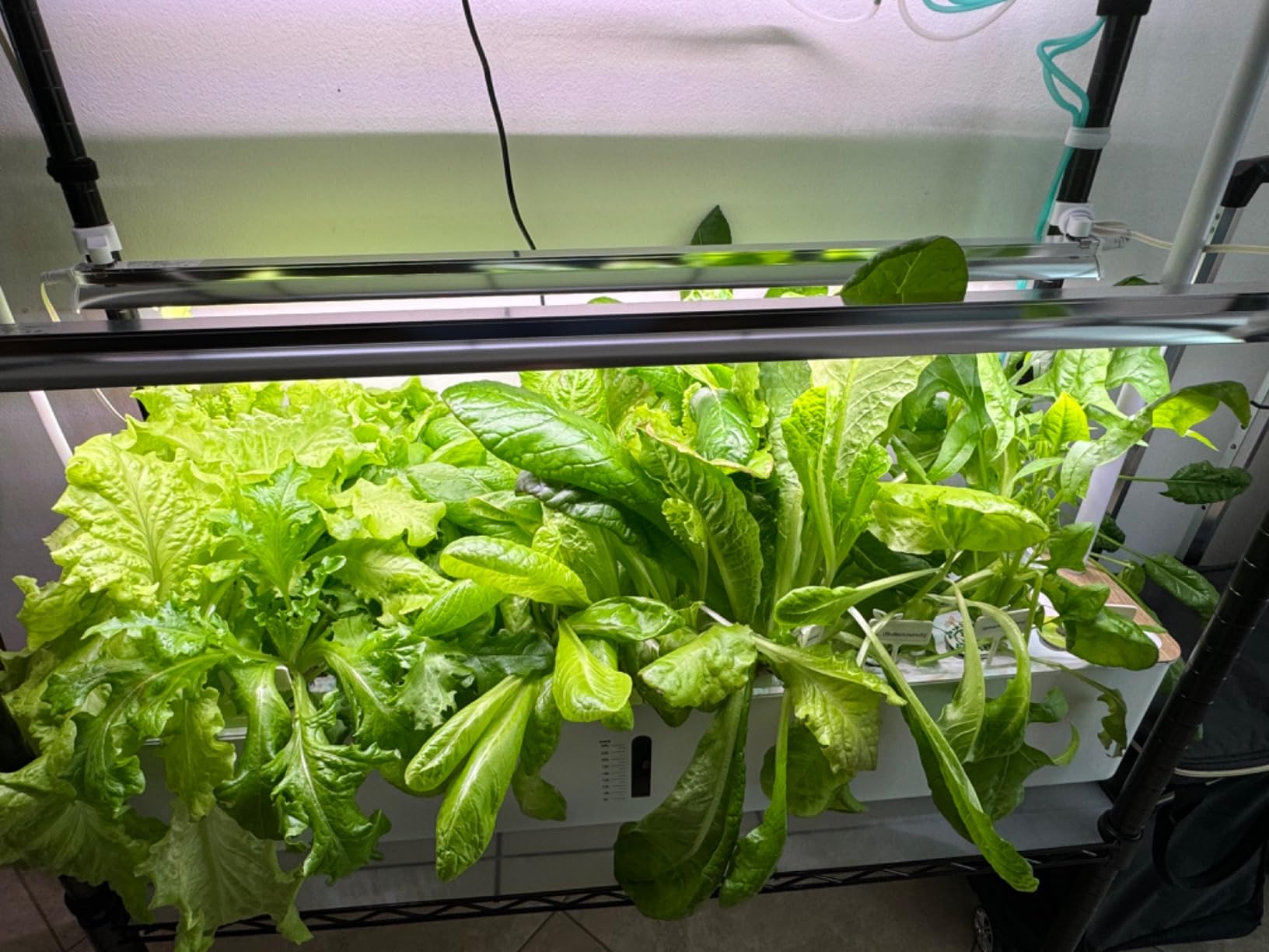 Ahopegarden Indoor Garden Hydroponics Growing System Kit: 60 Pods Indoor Herb Garden with LED Grow Light - Plant Germination Kit, 32L Large Capacity Hydroponic Tower for Vegetables Fruits Flowers customer photo 1