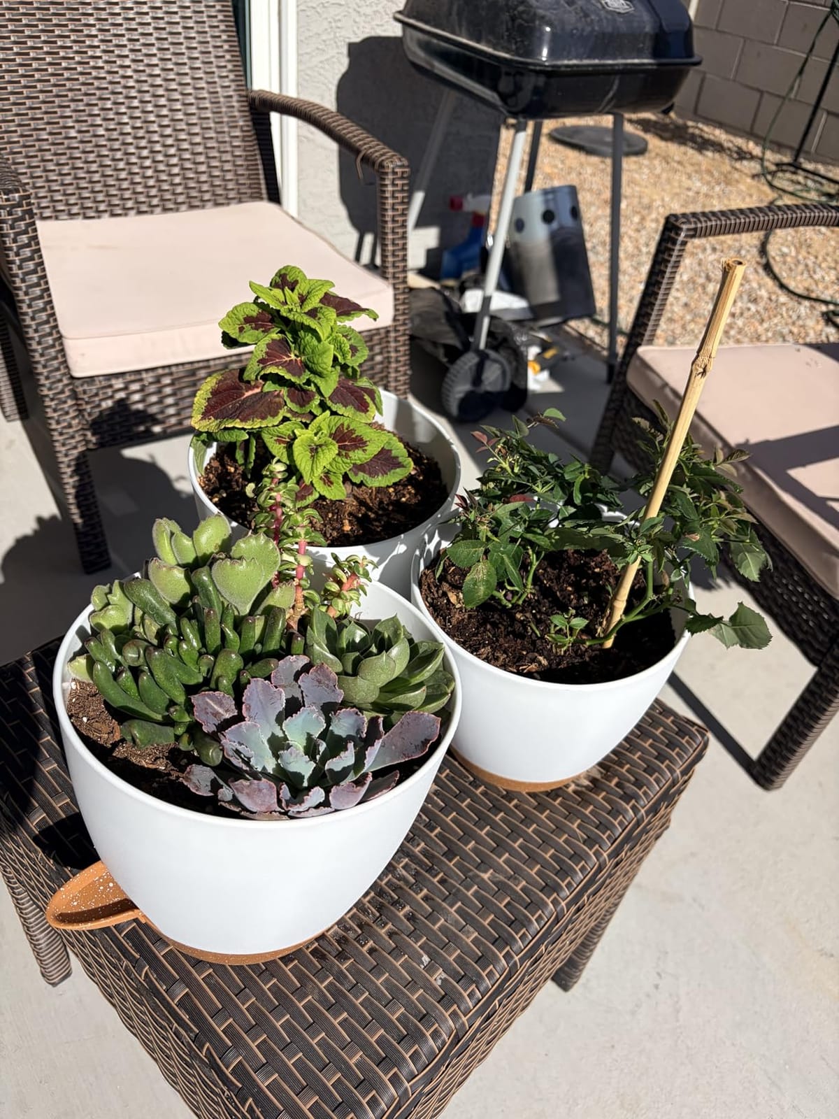 QRRICA Plant Pots 10/9/8/7.5/7 Inch Self Watering Pots, Set of 5 Plastic Planters with Drainage Holes and Saucers, Plastic Flower Pots, Nursery Planting Pot for Indoor Out Door Plants (Green) customer photo 1