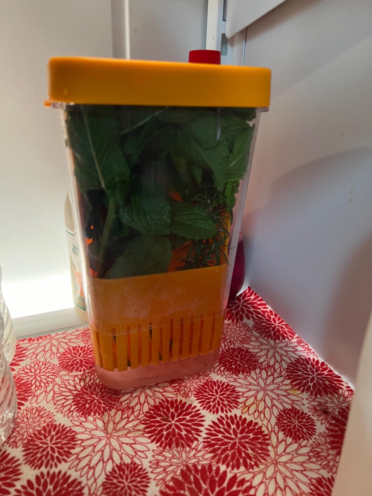 2 Pack Fresh Herb Keeper for Refrigerator, Clear BPA-Free Herb Saver, Storage Container for Cilantro, Parsley, Thyme, Mint & Asparagus, Preserver Keeps Fresh Herbs for 3 Times Longer customer photo 2