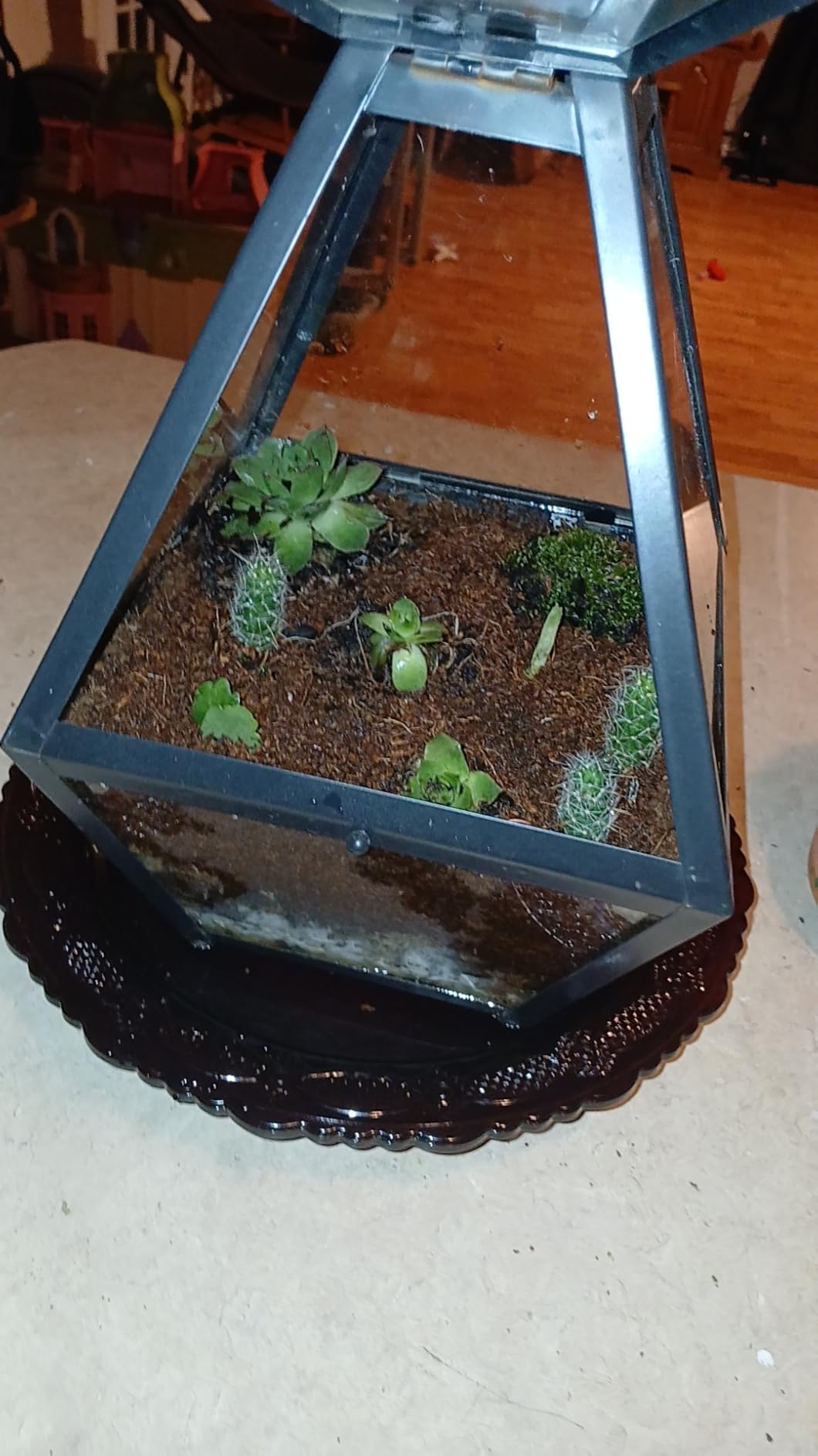 Terrarium Kit, Succulents & Indoor Plants Set DIY | Starter Pack for Any Plant - Build Your Own Ecosystem - Supplies for 64 fl oz Jar or Pot - (Jar & Plants Not Included) customer photo 1