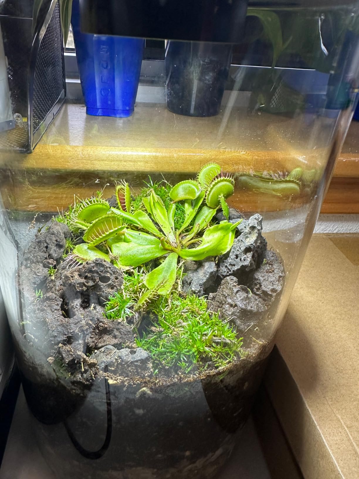 Desktop Glass Plant Terrarium with Grow Light (H:9.8