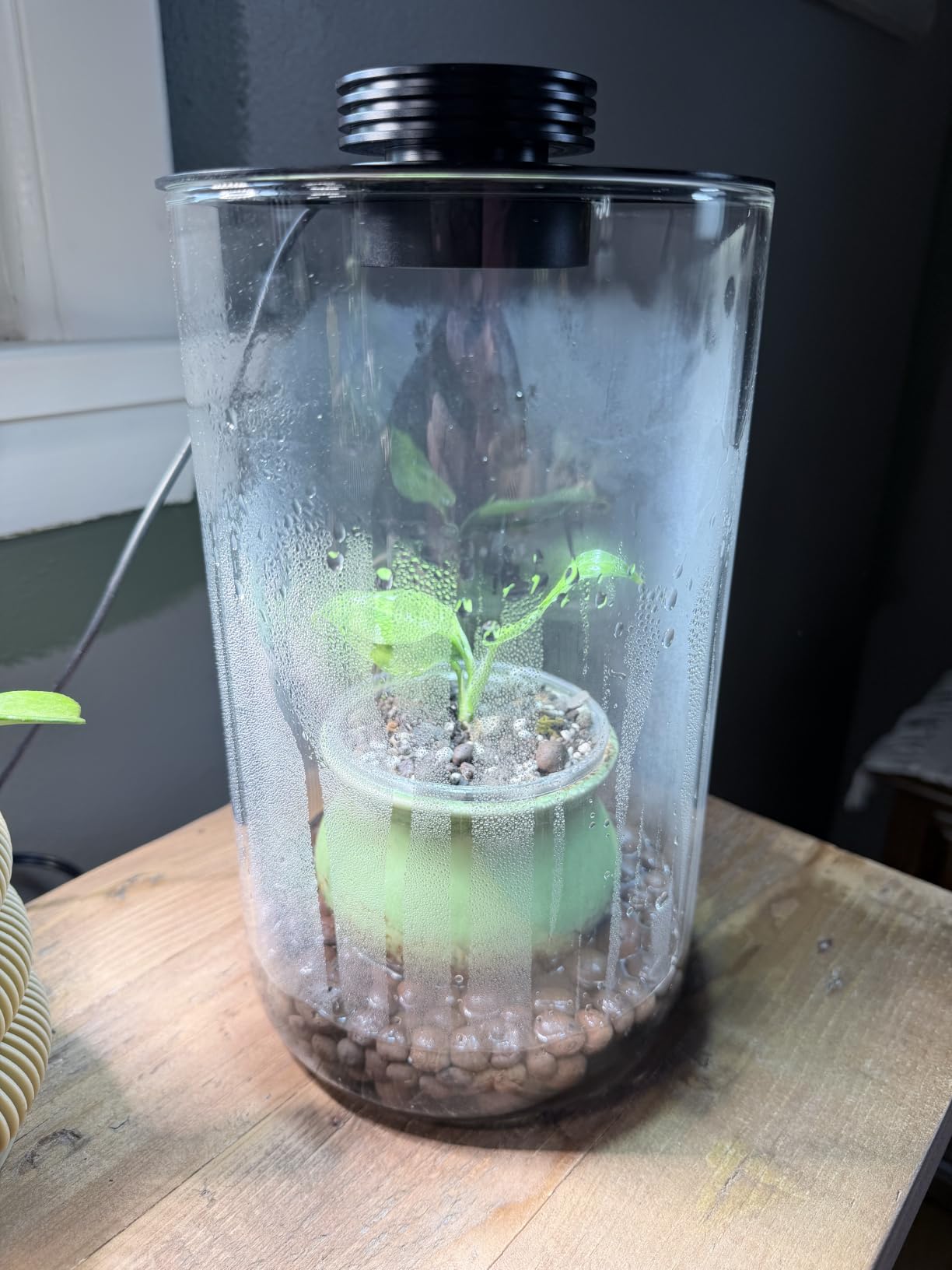 Desktop Glass Plant Terrarium with Grow Light (H:9.8
