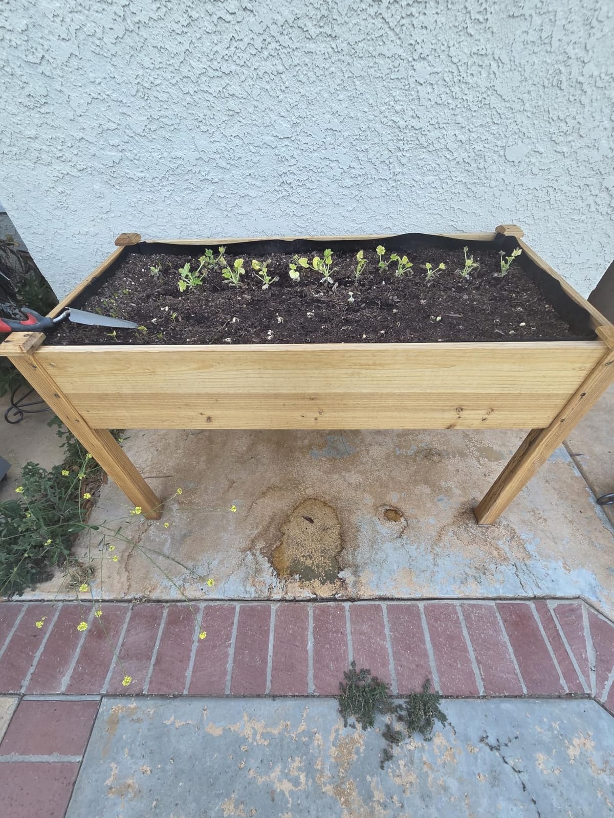 Cedar Raised Garden Bed with Legs, Outdoor Planter Box 48x24x30, 200lb Capacity customer photo 2