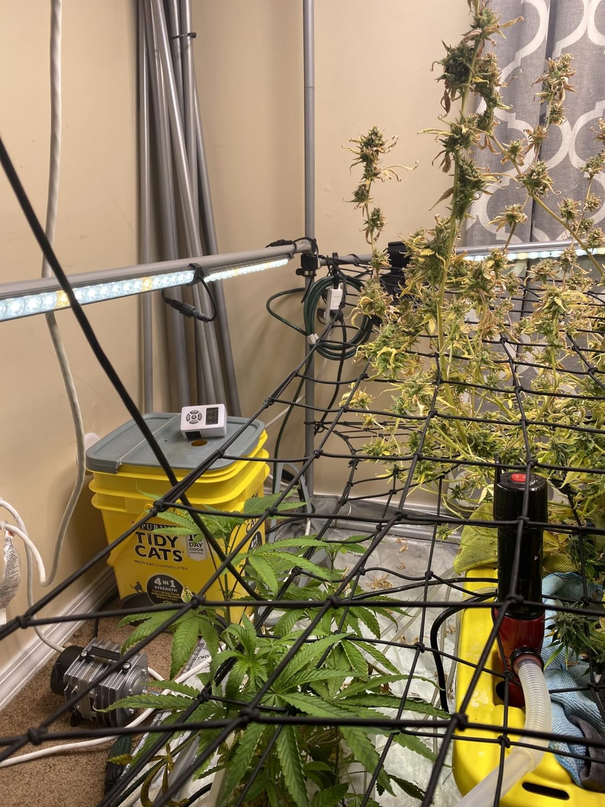 AC Infinity IONBEAM S16, Full Spectrum LED Grow Light Bars 41cm Deeper | Deeper Penetration Samsung LM301H EVO Diodes and Digital Dimming Timer Controller, for Veg Bloom Indoor Plants, Grow Tents customer photo 1