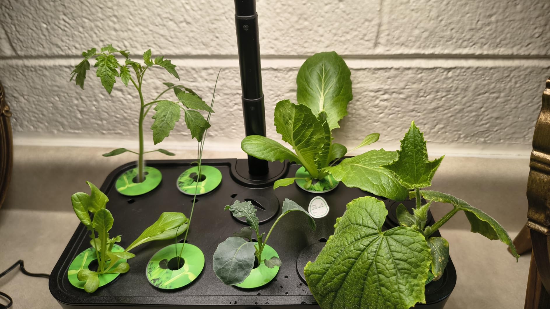 Indoor Garden Hydroponics Growing System: 10 Pods Kit with LED | Plant Germination Kit Herb Vegetable Growth Lamp Countertop, Hydroponic Planter Grower Harvest Lettuce for Beginner Gardeners customer photo 1