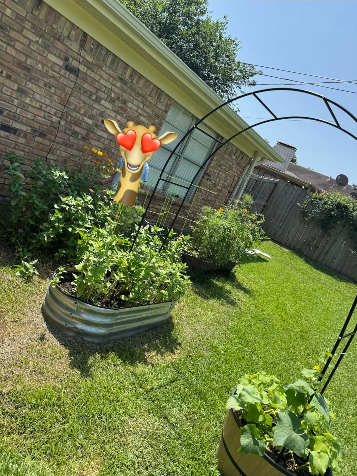 RUBFAC 7.8ft Garden Arch Trellis for Climbing Plants Outdoor, Metal Arch Frame Garden Arbors and Arches, Outdoor Archway for Flower Vines Wedding Bridal Party Decoration, Black customer photo 2