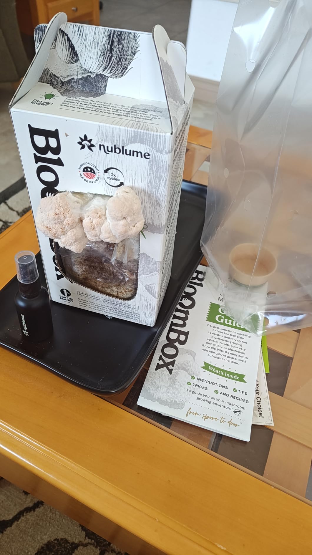 BloomBox Lion's Mane Mushroom Grow Kit - Spray & Grow - Pre-Inoculated Indoor Mushroom Farm customer photo 1