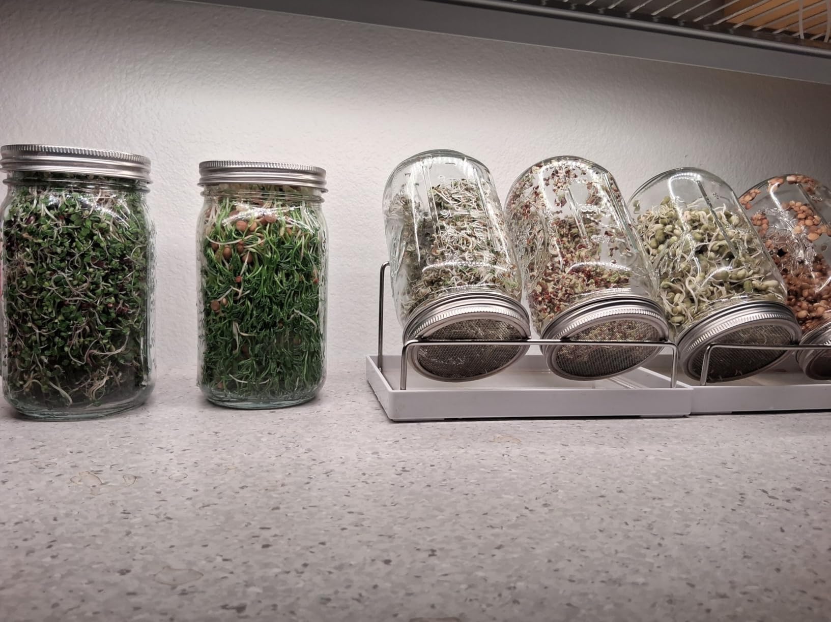 Organic Seed Sprouting Jar Kit - 2 × 32 oz Wide-Mouth Mason Jars with Stainless-Steel Sprouter Lids & Stand, Blackout Sleeves, Drain Tray customer photo 1