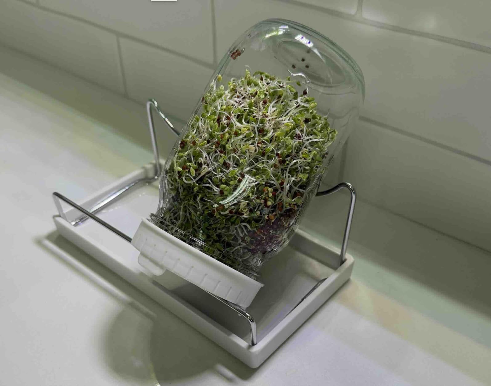 Premium Seed Sprouting Kit & Green Onion Regrower - 2 Wide-Mouth Mason Jars with Sprout Lids, Stainless Stand, Drain Tray, Blackout Sleeves & Cleaning Brush for Broccoli, Alfalfa & Mung Beans customer photo 1