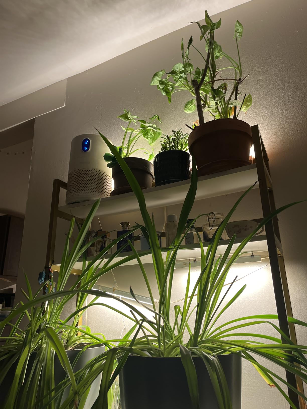 Barrina T5 Grow Lights, 5000K Full Spectrum Daylight White, 1FT, 8 Packs | LED Grow Light Strips, Plant Growing Lamp with Magnetic Bar, Plant Light for Indoor Plants, Greenhouse, Black Cover, Linkable customer photo 2