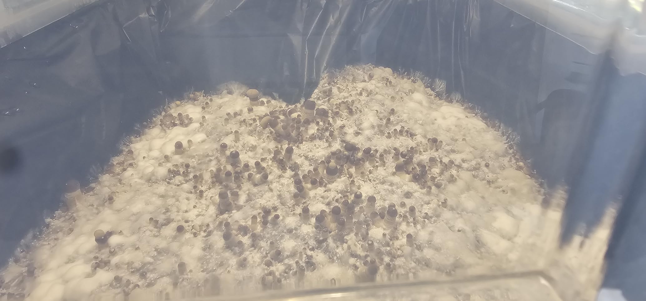 Grower's Select Mushroom Monotub Fruiting Chamber with Filter Disks and Liner customer photo 1