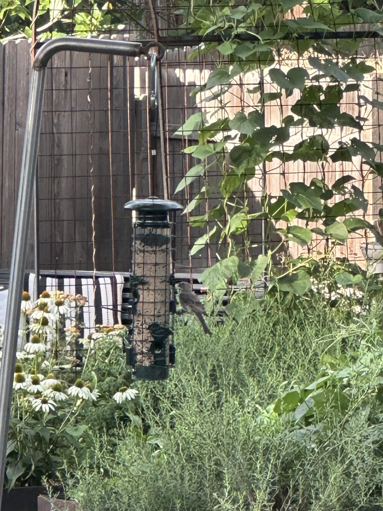 Squirrel Proof Bird Feeder, Metal Mesh Bird Feeders for Outdoors Hanging, Gravity Protection, 3LB Large Capacity, Green customer photo 1