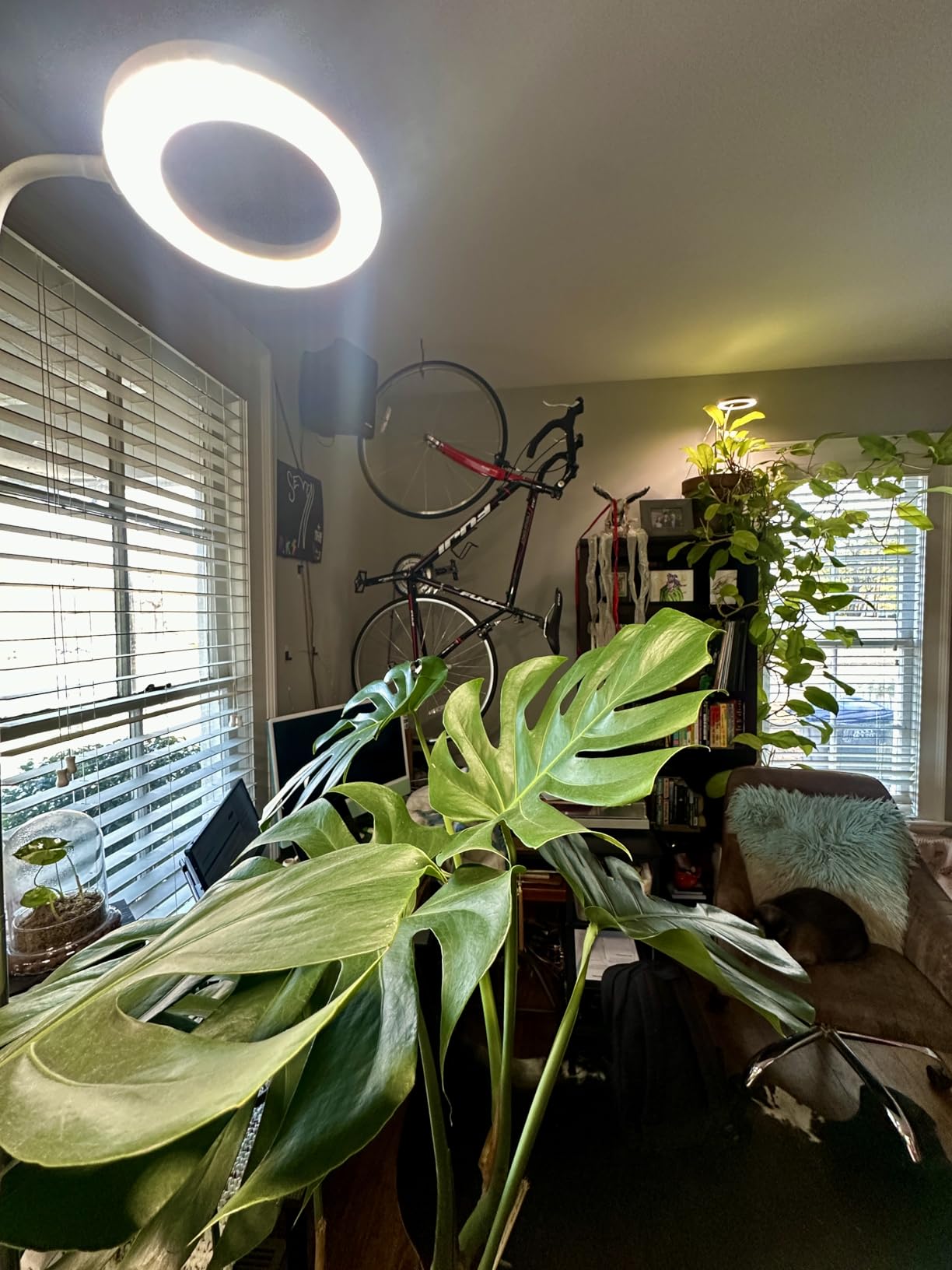 Grow Lights for Indoor Plants Full Spectrum, 80 LEDs Grow Light | 65in Plant Lights for Indoor Growing with 360°Gooseneck,6/12/16H Timer,5 Brightness,3 Colors,Height Adjustable,White 2 Pack customer photo 1