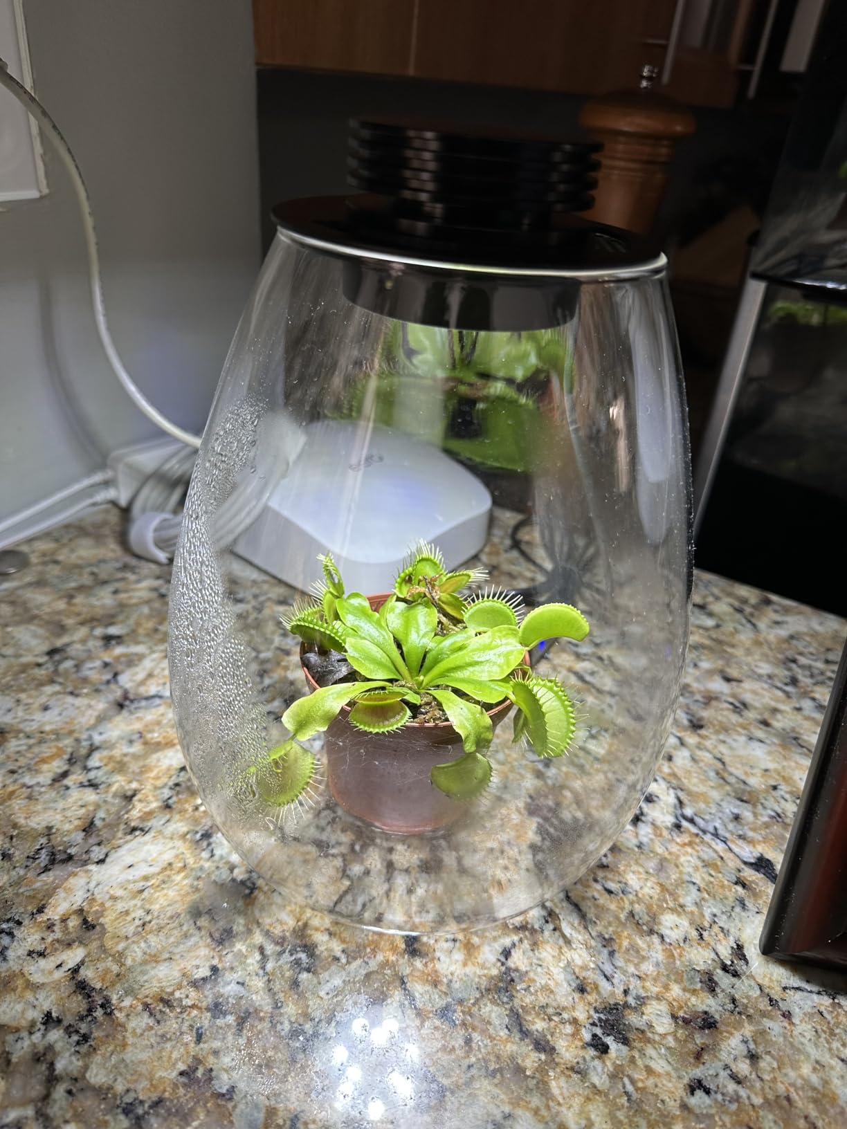 Desktop Glass Plant Terrarium with Grow Light for Carnivorous Plants & Moss | H 7.8 x D 6.7 in; Timer Auto On/Off; For Succulents, Mini Plants and Betta Tanks; Indoor Decor for Home or Office; Gifts customer photo 2