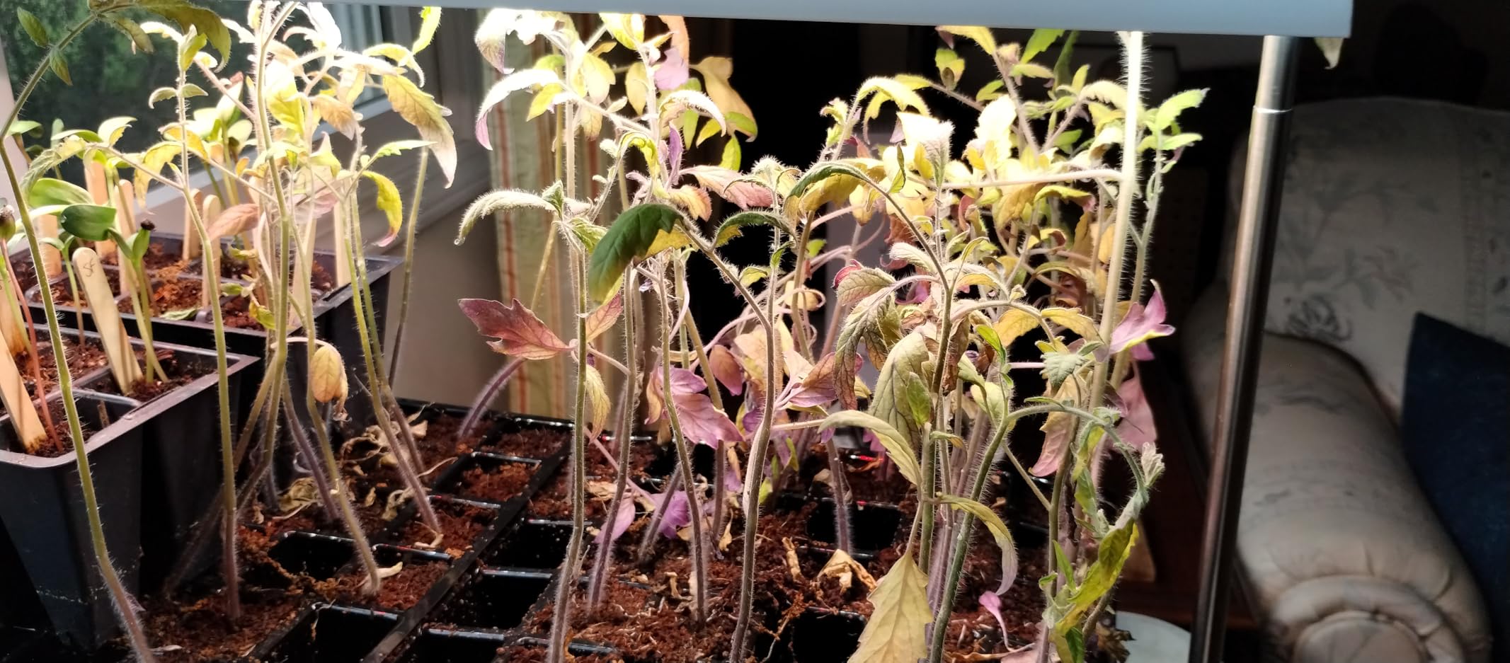 FOXGARDEN Grow Light Stand, Advanced LED Plant Growth Lighting with 4/8/12H Timer, 6 Dimming Options, and Adjustable Height - Optimal for Indoor Plants in Seedlings, Vegetative, and Flowering Phases customer photo 1