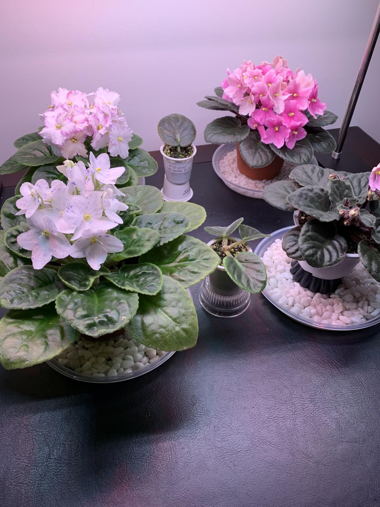 FOXGARDEN Grow Light Stand, Advanced LED Plant Growth Lighting with 4/8/12H Timer, 6 Dimming Options, and Adjustable Height - Optimal for Indoor Plants in Seedlings, Vegetative, and Flowering Phases customer photo 2