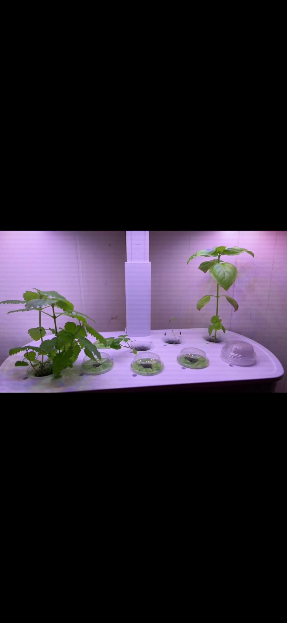 LetPot LPH-Air Hydroponics Growing System Kits, APP & WiFi Controlled Smart Indoor Garden with Adjustable 24W Grow Light Full Spectrum, 10 Pods Planter Indoor Gardening for Gifts, Kitchen, Vegetable customer photo 2