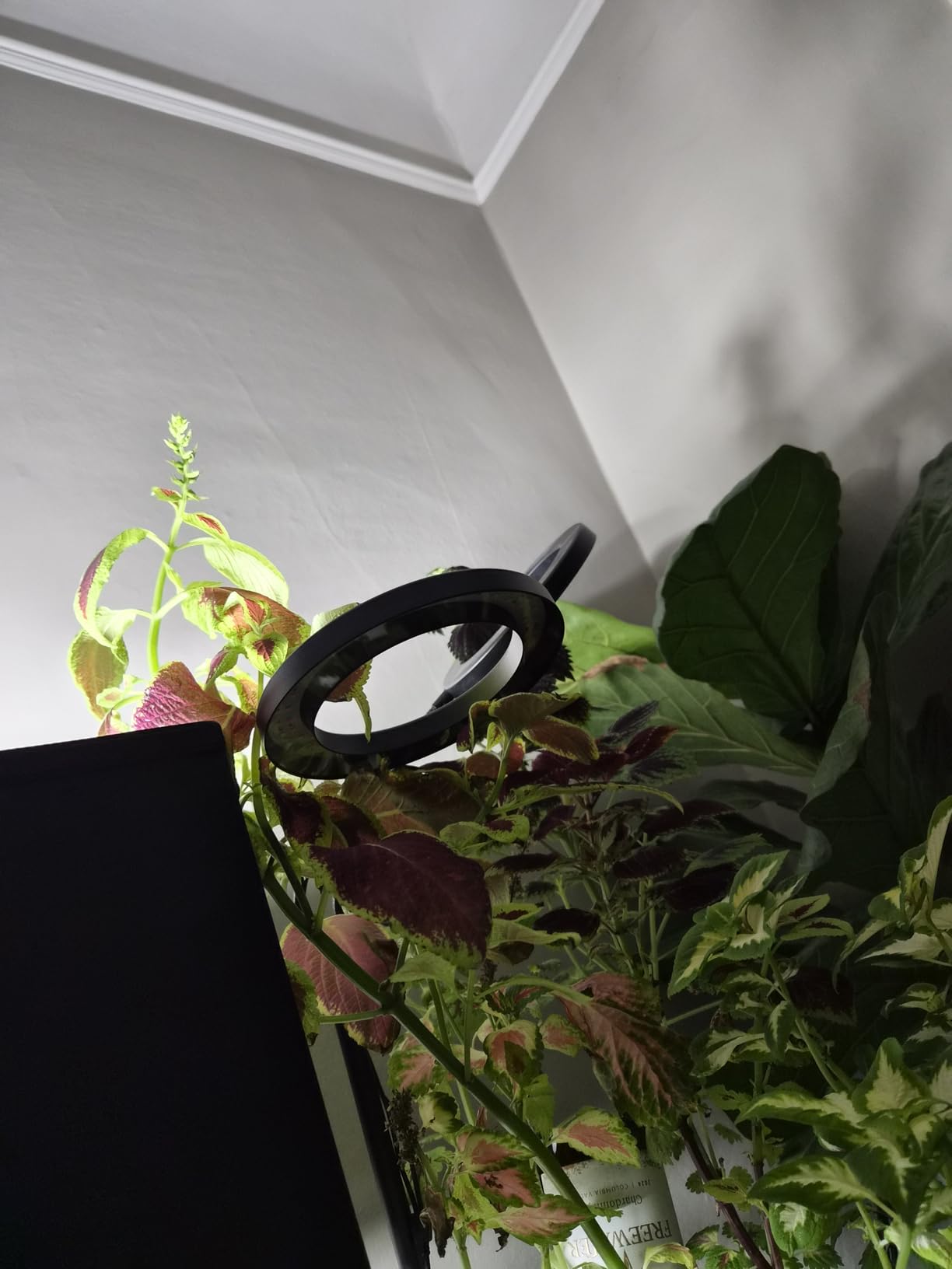 Halo Grow Lights, Dual-Head 6000K LED Floor Plant Light with Base | Full Spectrum 168LEDs Grow Lamp, 3 Color Modes, Timer 6/12/16H, 5 Dimmable Levels, 67'' Adjustable Height, Gooseneck customer photo 2