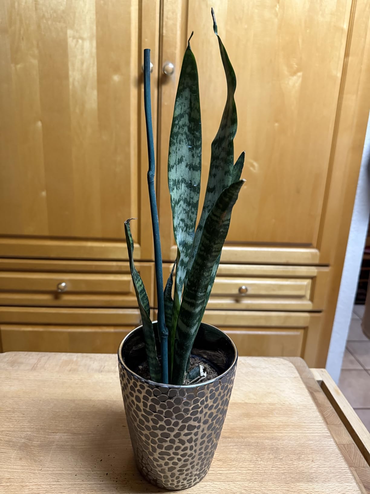 Altman Plants Variegated Snake Plant Decor, Sansevieria Zeylanica Snake Plants (Approx. 6