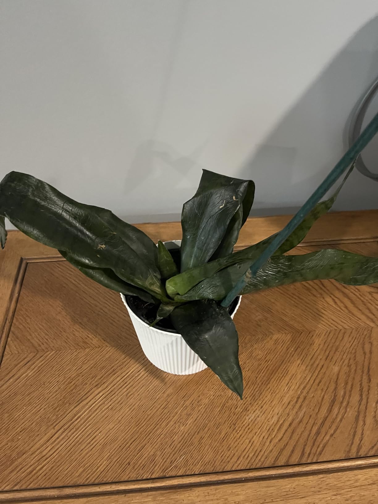 Altman Plants Variegated Snake Plant Decor, Sansevieria Zeylanica Snake Plants (Approx. 6
