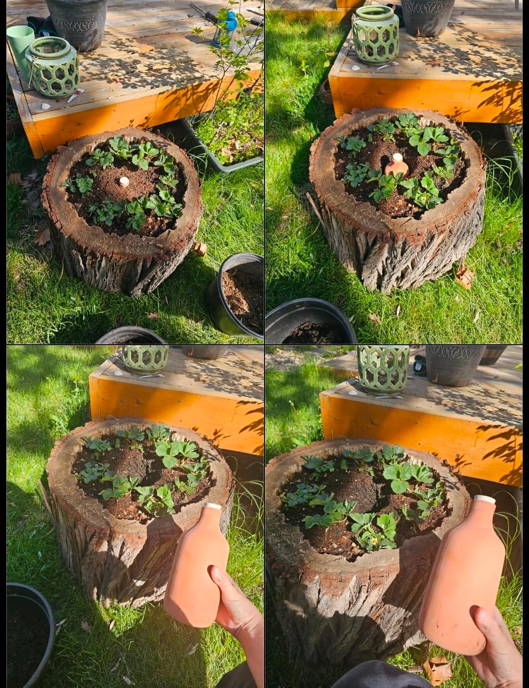 Back to the Roots Self-Watering Terracotta Olla Pot (Pack of 3), 700mL Provides 1 Week of Precision Watering customer photo 1