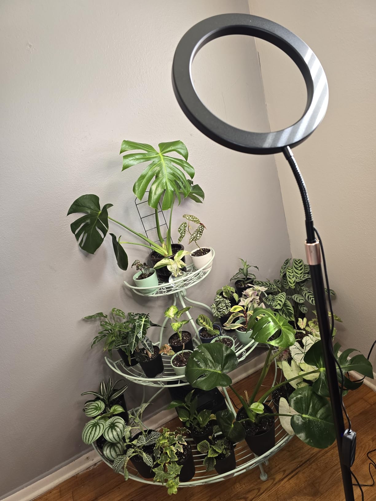 LBW Grow Light with Stand for Indoor Plants, 8