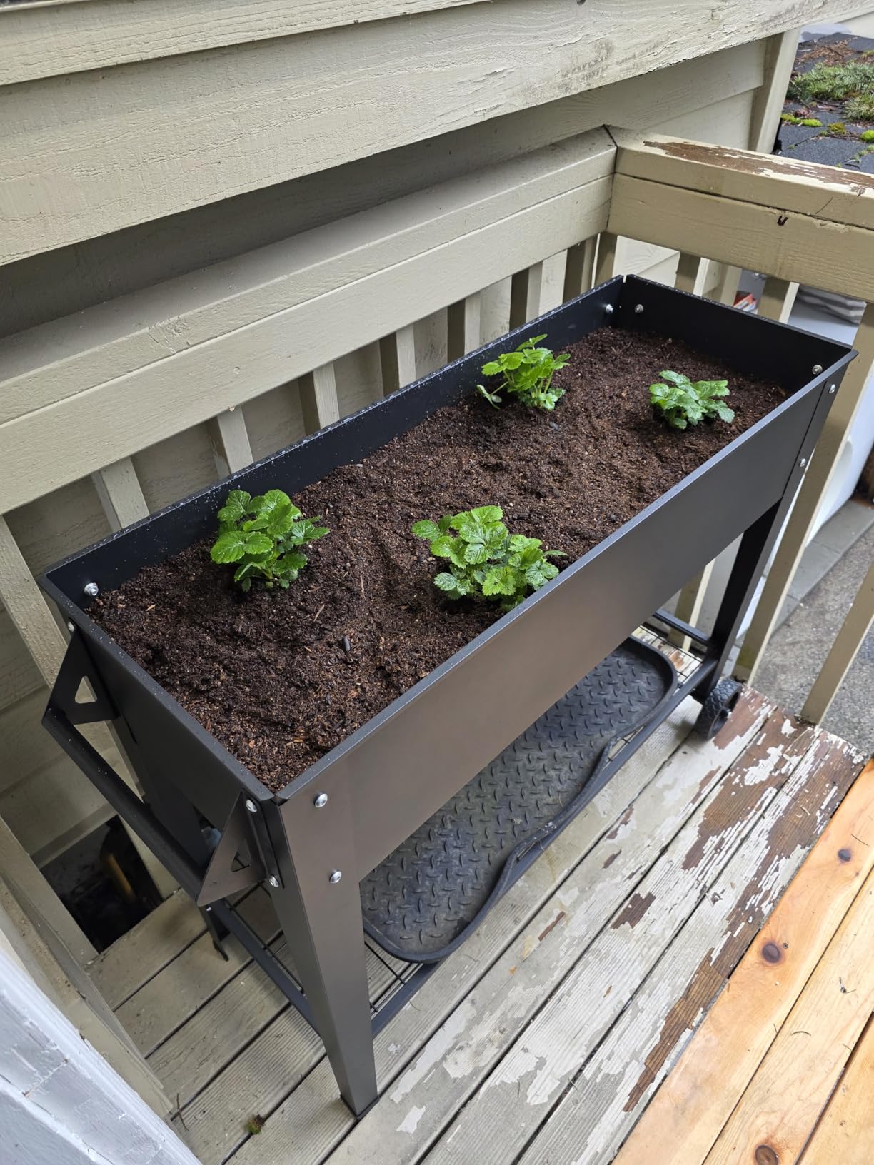 Raised Garden Bed with Legs and Wheels, Metal Outdoor, Green | Steel Frame, 400lb Capacity, 32in Tall No Bending, 2 Large Wheels, Bottom Shelf, Drainage Holes, Herb Vegetable Planter Box customer photo 2
