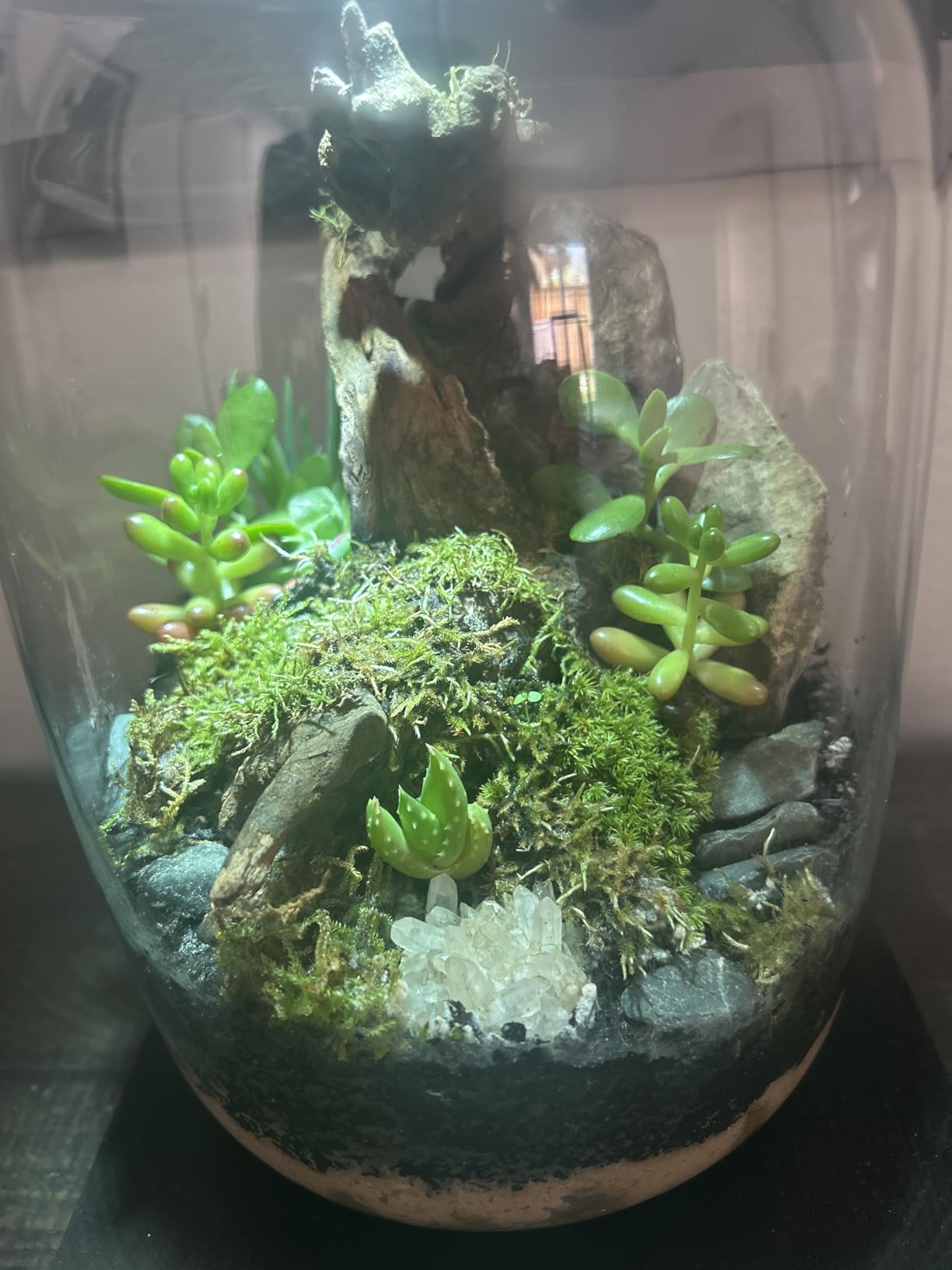 Premium Terrarium Kit with Live Moss, 24-Piece Glass Set | Complete DIY Kit, Grow Light, Beginner Friendly, Natural Live Moss, Indoor Nature Decor, Gift Ready customer photo 1