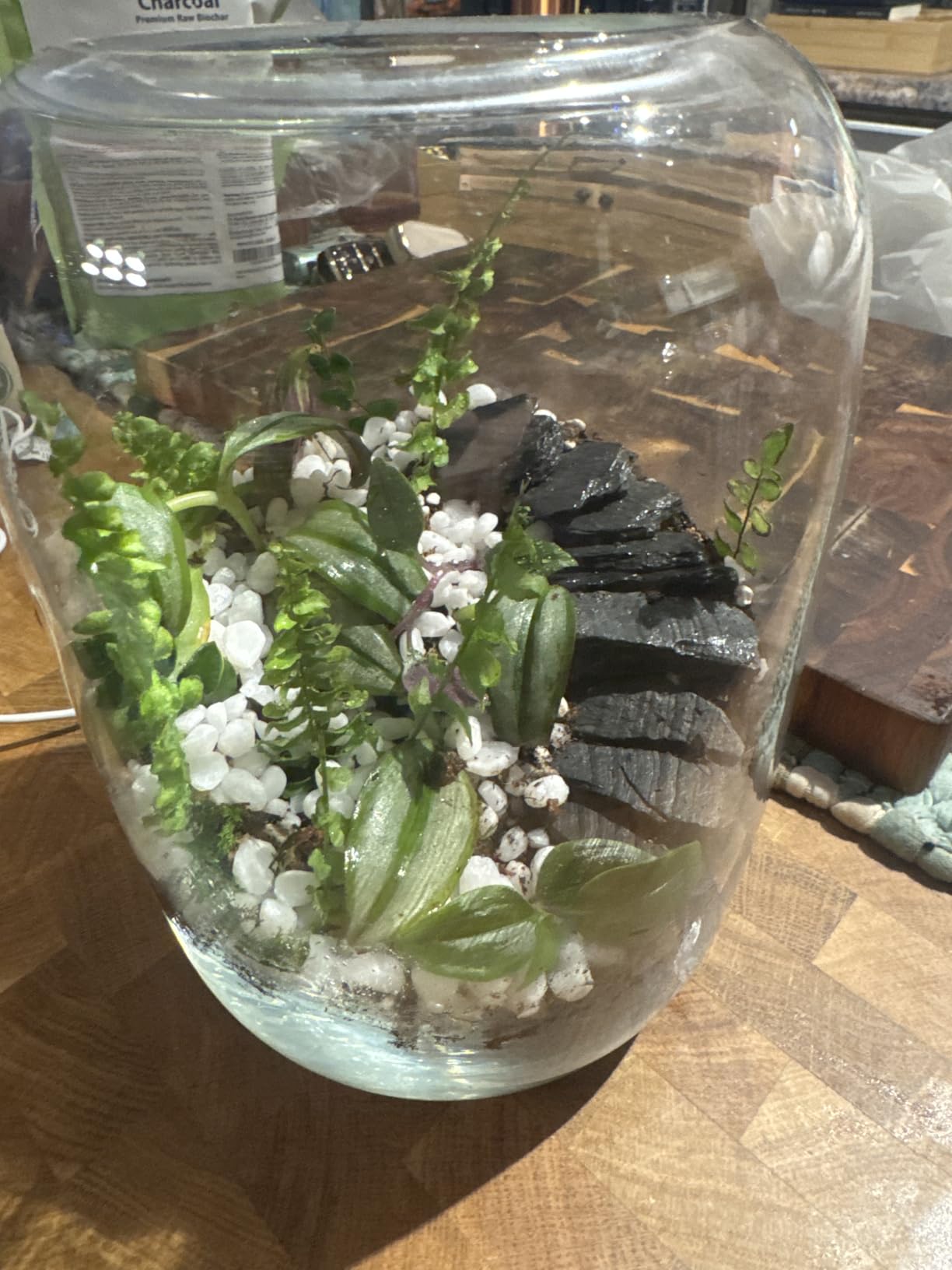 DUSPRO Terrarium Kit, Include Potting Soil, Pumice, Zeolite, Green Moss, Sphagnum Moss, Decorative Stone, Mesh, Tools, DIY Terrarium Kit for Kids, Air Plant, Succulent customer photo 2