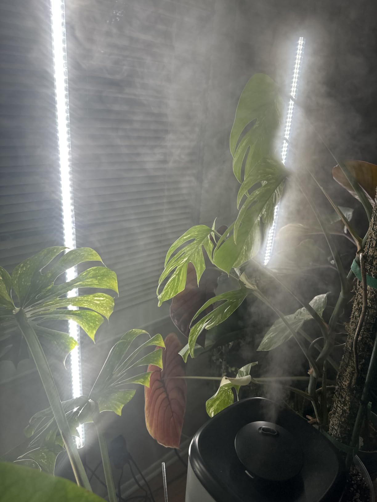 Barrina T10 Pro Vertical Grow Light, 42W, 5000K Full Spectrum, 4FT to 5.6FT | Mechanical Timer, High PPFD Grow Lights for Indoor Plants,Standing Side Lighting to Stand Flower and Tall Plant, Foot Switch customer photo 2