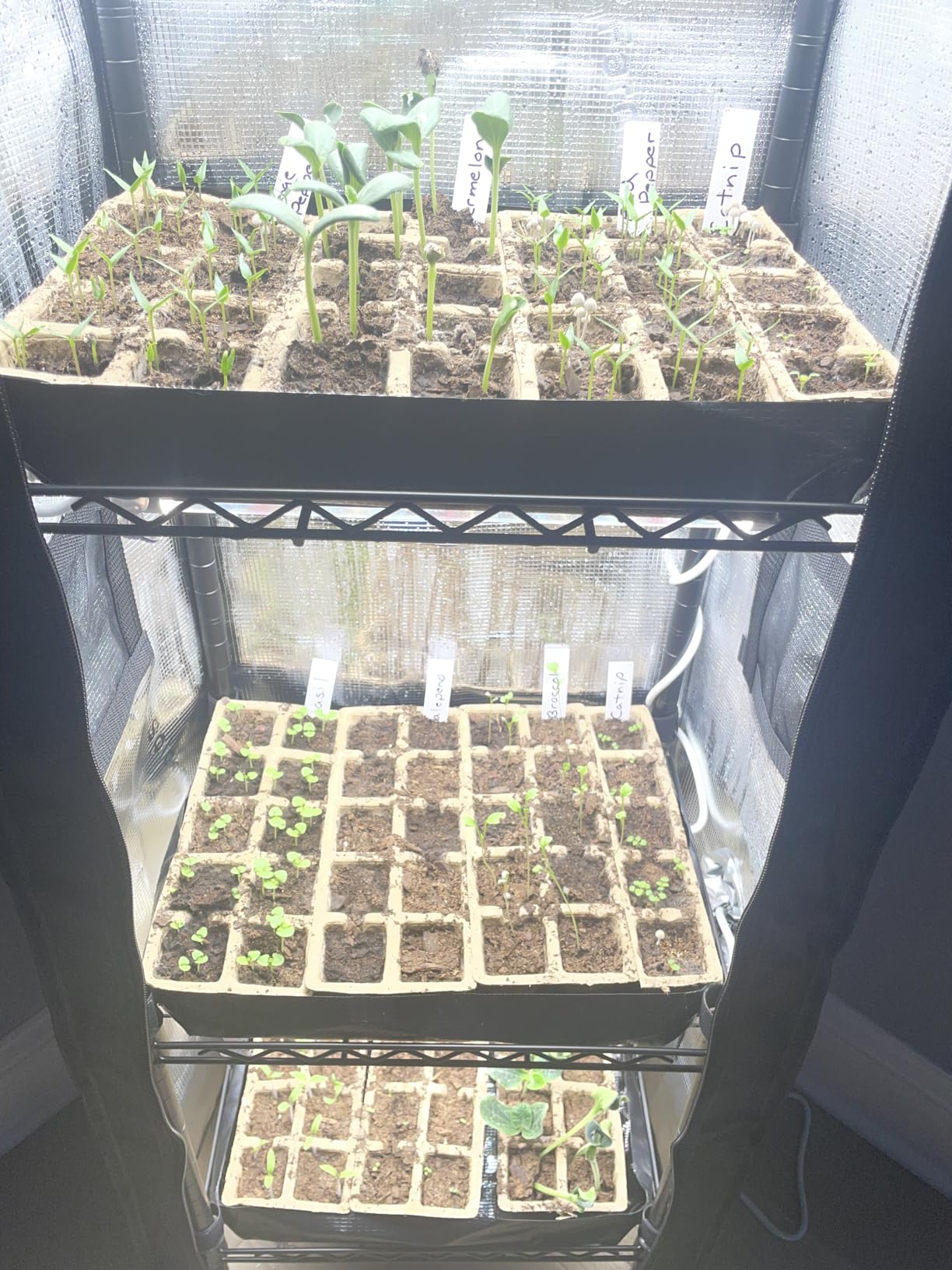 Spider Farmer 2026 Plant Stand with Grow Lights, 4-Tier Plant Shelf with 6Pcs 2ft Full Spectrum LED Lamp and Grow Tent, for Veg Seed Starting Plants Growth Greenhouse 28Lx14Dx59H (Update) customer photo 2
