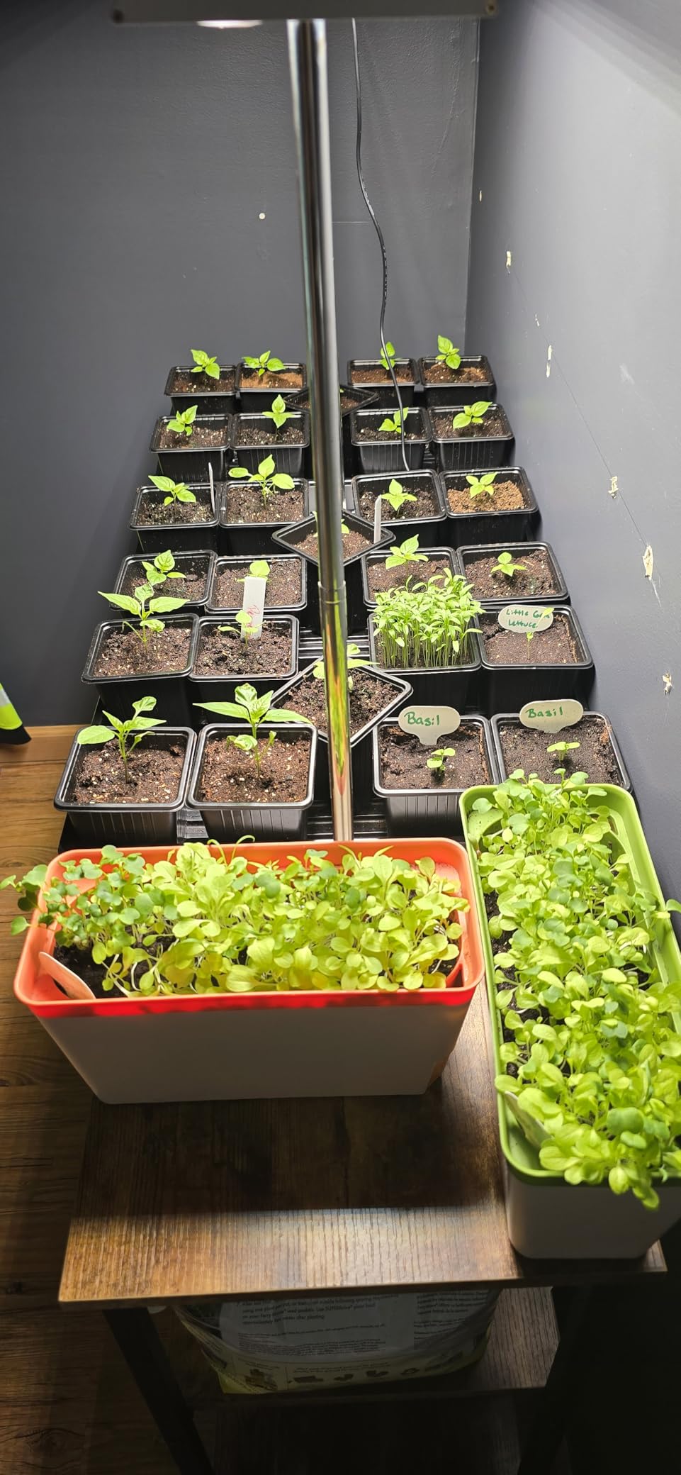 LED Grow Lights for Seed Starting with Stand, 2ft 60W Full Spectrum Seedling Lights Grow Lights for Indoor Plants, 4/8/12H Timer and 10 Dimming Levels, Height Adjustable and Energy Efficient customer photo 1