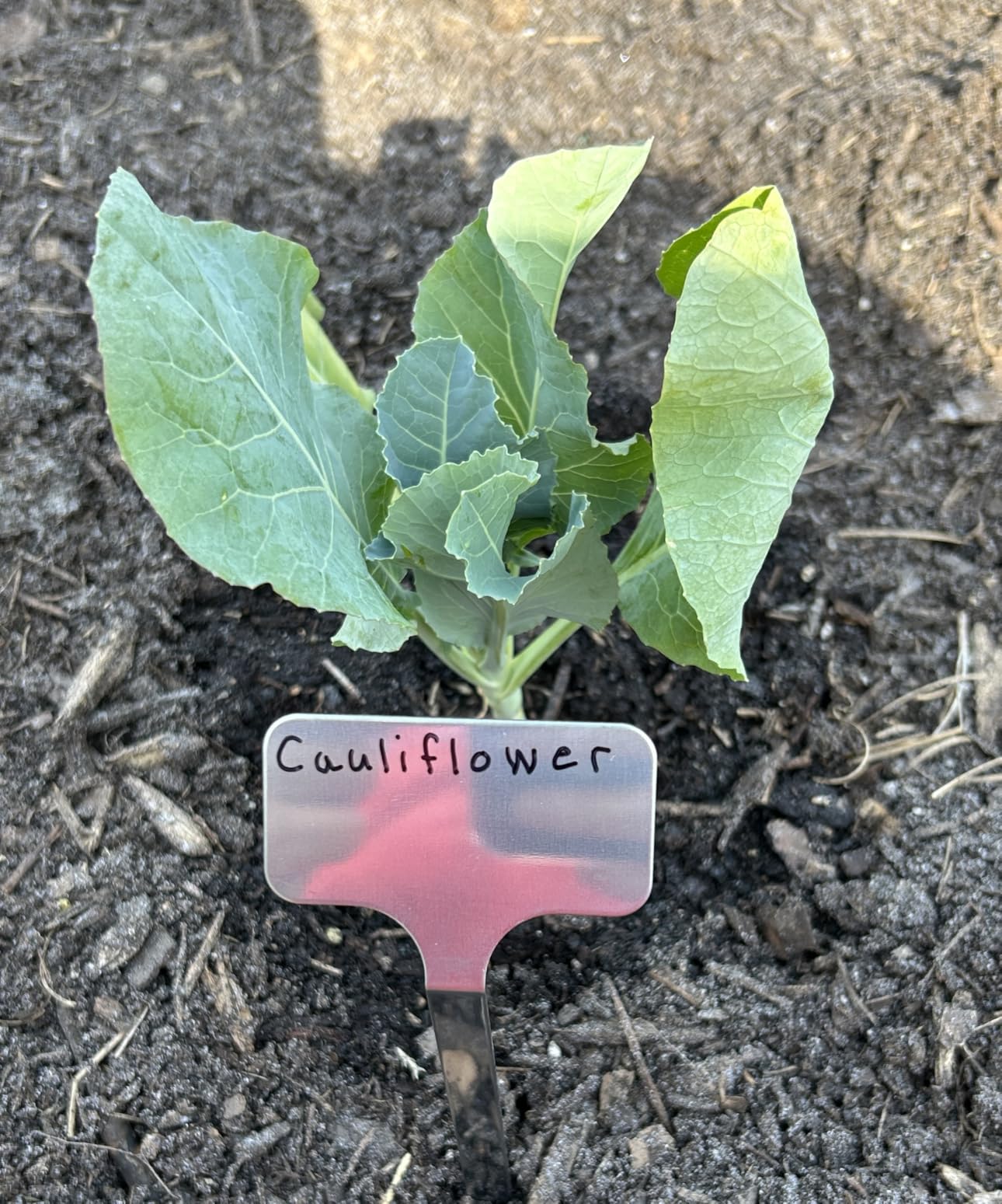 Stainless Steel Plant Labels, Metal Waterproof Plant Markers, Height 12.75 in, Label Area 2.5 in*1.25 in reusable Nursery Tags for Vegetables herb Flower Seed Green House- 20-Pack customer photo 1